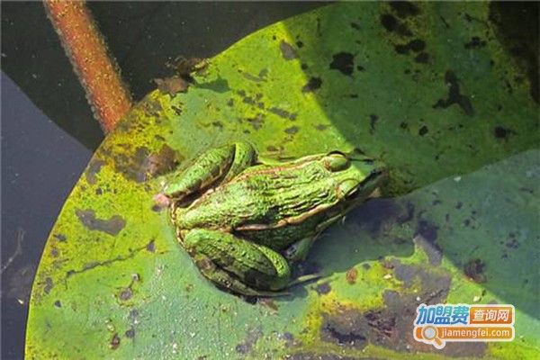 盛优6号青蛙养殖加盟费