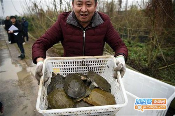 品盛9号甲鱼养殖加盟费