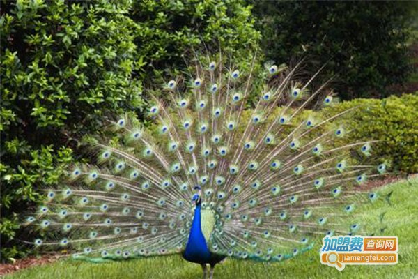 田富丰蓝孔雀养殖加盟费