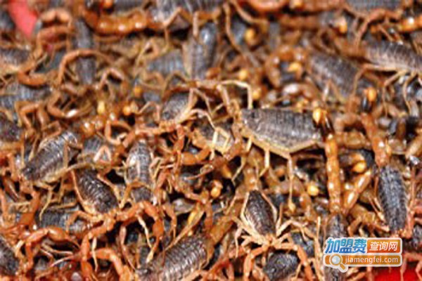 鲁山蝎子养殖加盟费