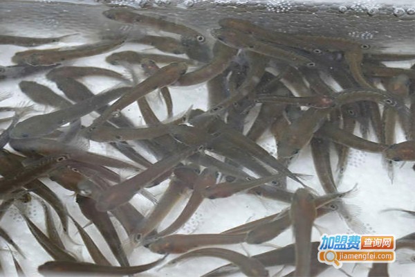 富贵特种水产鱼苗养殖加盟