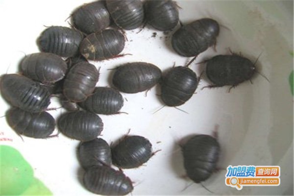 农广一号土元加盟费