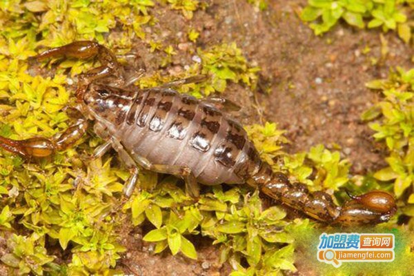 德瑞6号蝎子加盟门店