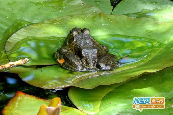 亿发兴邦美国青蛙加盟