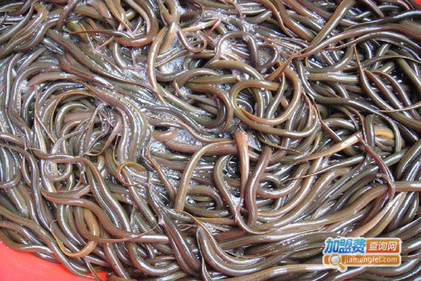 农科大泥鳅养殖加盟