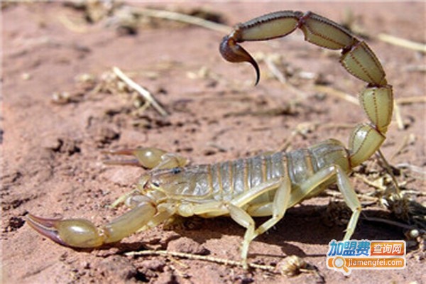 东亚一号全蝎加盟费