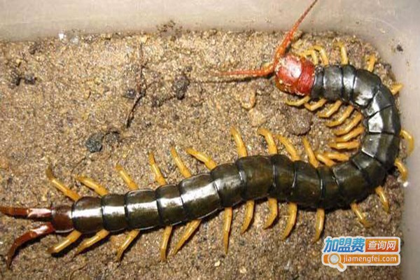 浩丰蜈蚣养殖加盟费