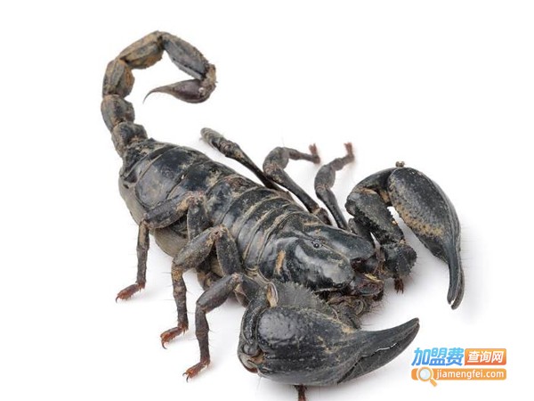 立富蝎子加盟费