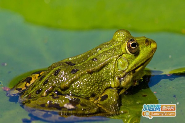 农聚源黑斑蛙养殖加盟费