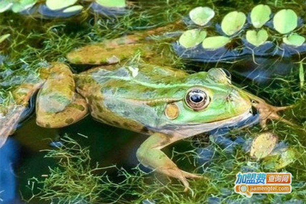 瑞农9号青蛙养殖加盟费