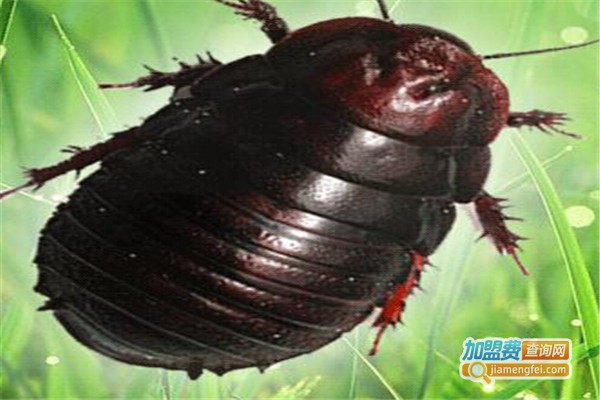 农广一号土元加盟费