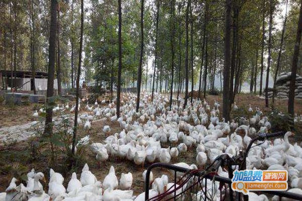 鹅之乡生态鹅业加盟