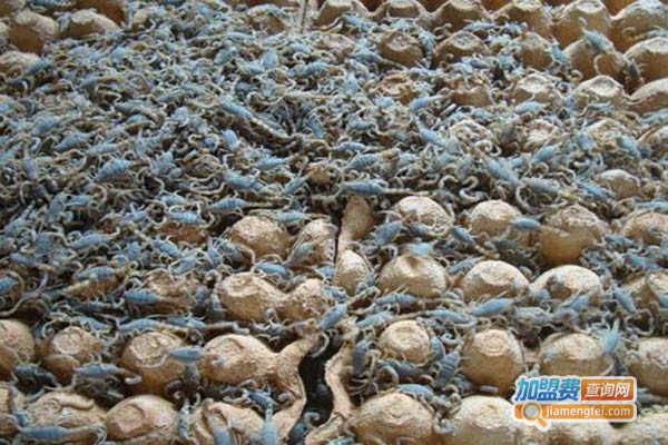 富农8号蝎子加盟门店