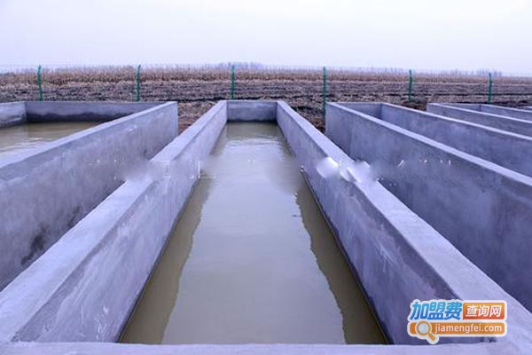 众发蟾蜍养殖加盟