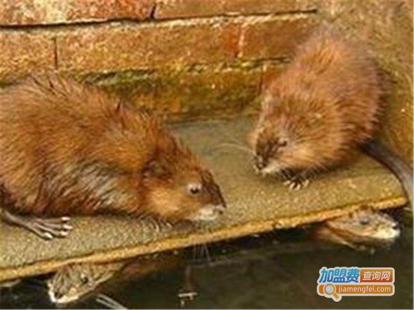 鼠来宝麝香鼠加盟