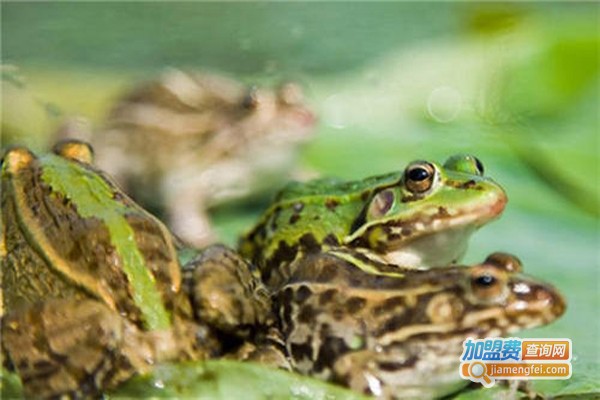 德成9号青蛙养殖加盟费