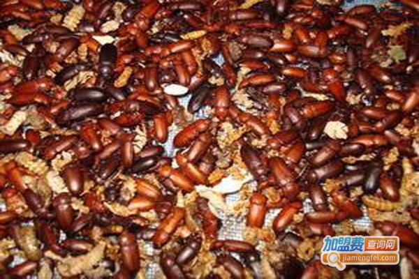 华中九号黄粉虫养殖加盟费