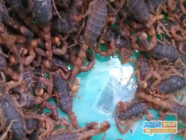 华大乾坤蝎子加盟费