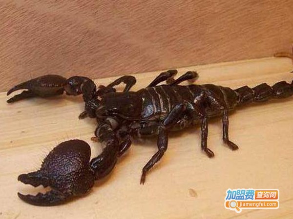 立富蝎子加盟费