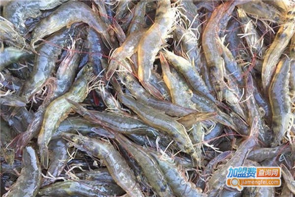 聚农湾对虾养殖加盟费