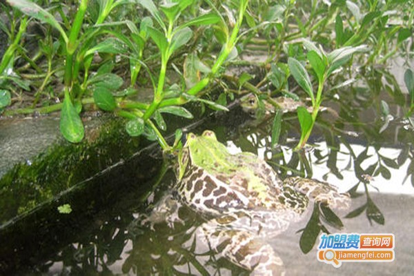 锦绣田园青蛙养殖