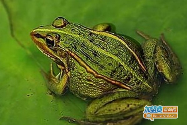 福农9号青蛙养殖