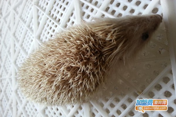 鑫惠农金龟刺猬王加盟费