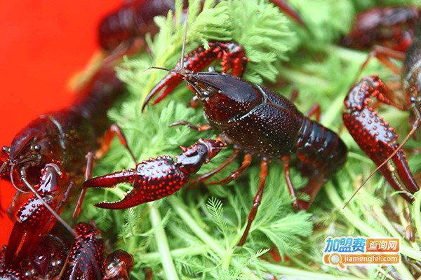 龙澳淡水龙虾养殖加盟门店