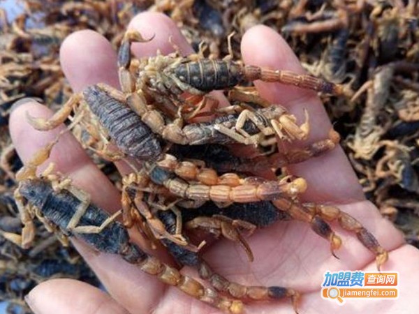 中农益民蝎子养殖加盟费