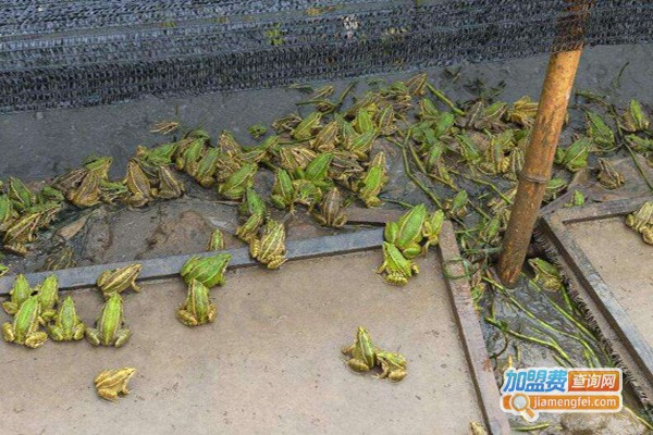 丰瑞青蛙养殖加盟费