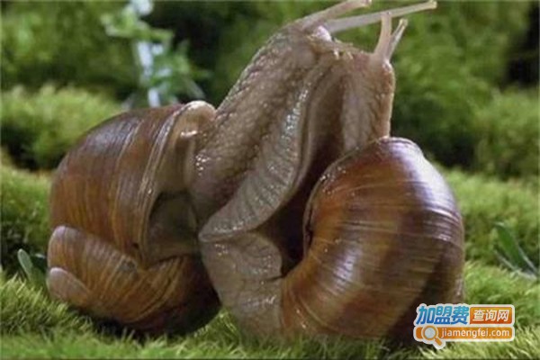 农梦达法国香螺杂交蜗牛加盟费