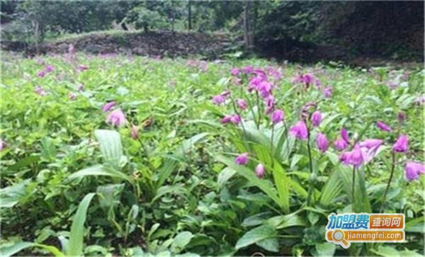 沃本农白芨种植加盟费