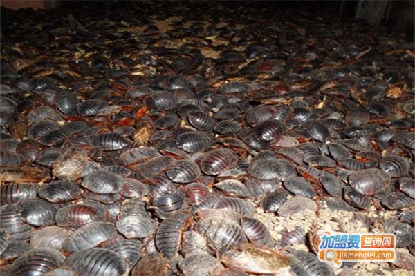 美洲土元养殖加盟费