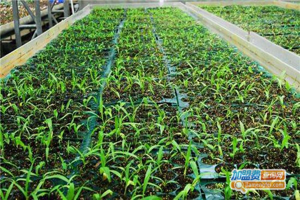 沃农草汇白芨种植加盟费