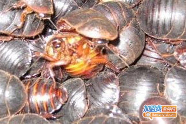 中华药鳖虫加盟