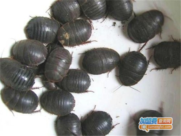 农科博源土元加盟门店