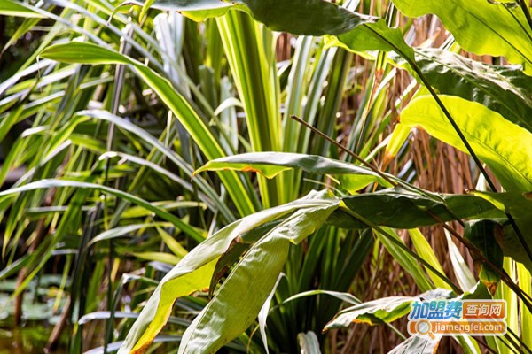 天怡铁皮石斛加盟费