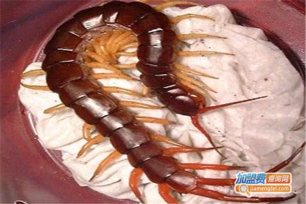 农达6号金头蜈蚣加盟费