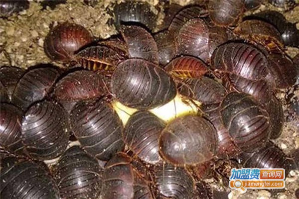 神龙9号土元加盟费