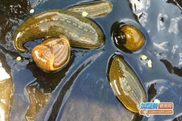 蛭农宝典养殖加盟