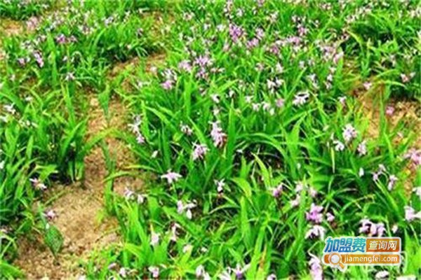 黔农晟康种植加盟费