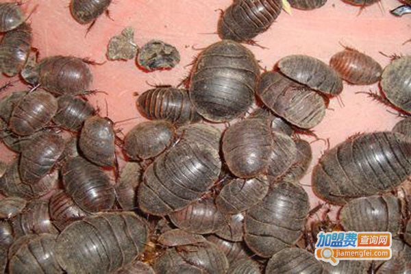 润农8号土元加盟