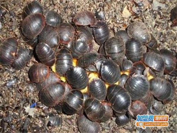 金龟7号土元加盟门店