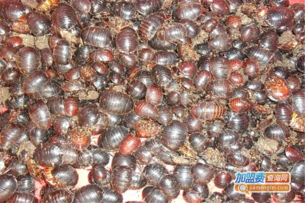 地王一号土元加盟费