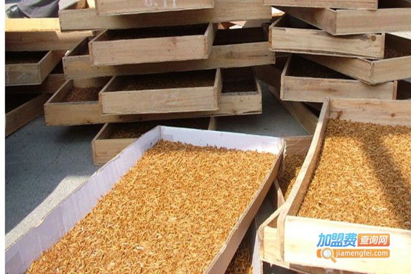 华中九号黄粉虫养殖加盟费