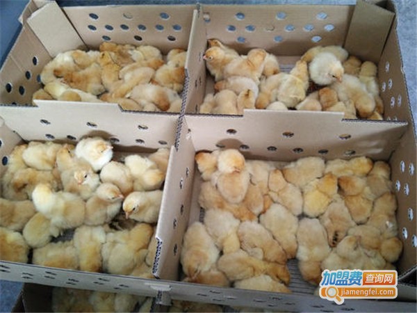 牧歌鸡苗加盟费