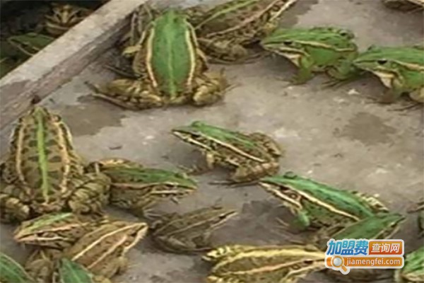 嘉华民创青蛙养殖加盟费