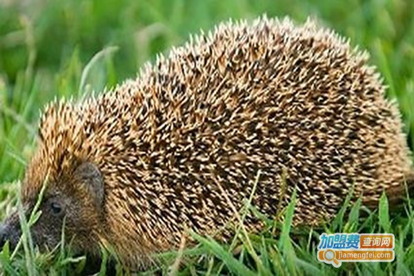 华中金刺王加盟费