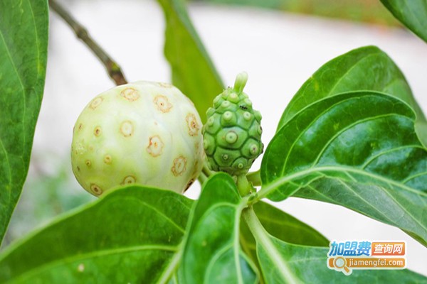 西沙诺丽酵素加盟费