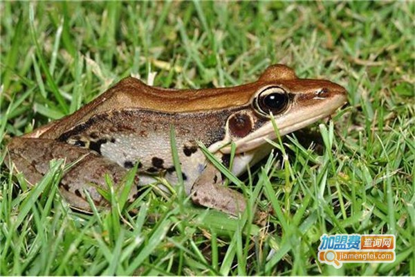 弘玛8号青蛙养殖加盟费